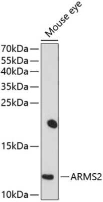 Western Blot: ARMS2 AntibodyBSA Free [NBP2-92003]