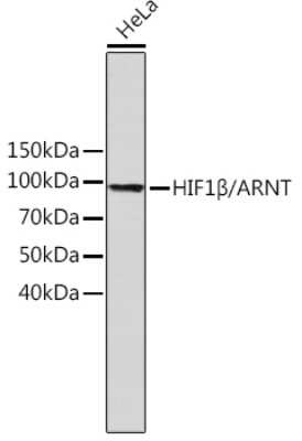 Western Blot: ARNT/HIF-1 beta Antibody (3R0Y4) [NBP3-15757]