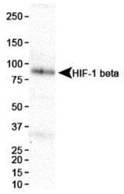 Western Blot: ARNT/HIF-1 beta Antibody (H1beta234)BSA Free [NB100-124]
