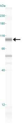 Simple Western: ARNT/HIF-1 beta Antibody [NB100-110]