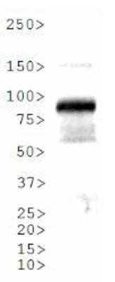 Western Blot: ARNT/HIF-1 beta Antibody [NB100-110]