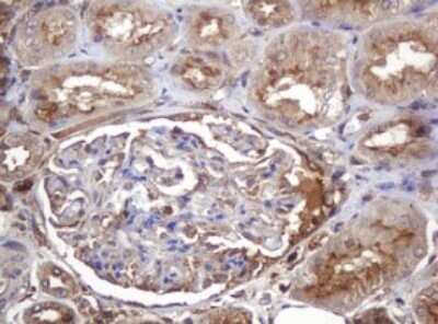 Immunohistochemistry: ARPC5 Antibody (OTI2G1) - Azide and BSA Free [NBP2-71550]