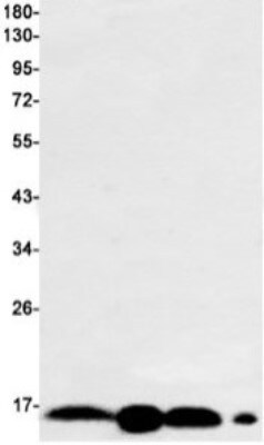 Western Blot: ARPC5 Antibody (S08-2B3) [NBP3-19937]