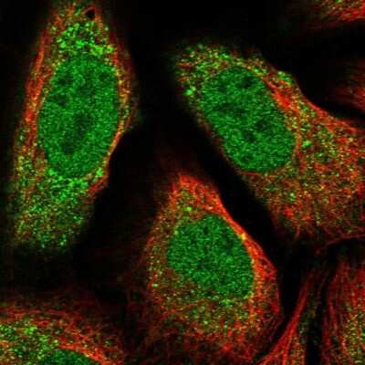 Immunocytochemistry/ Immunofluorescence: ARPM1 Antibody [NBP1-90910]
