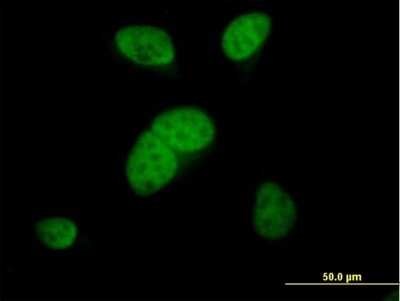 Immunocytochemistry/ Immunofluorescence: ARS2 Antibody [H00051593-B02P]