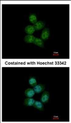 Immunocytochemistry/ Immunofluorescence: ARS2 Antibody [NBP2-15473]