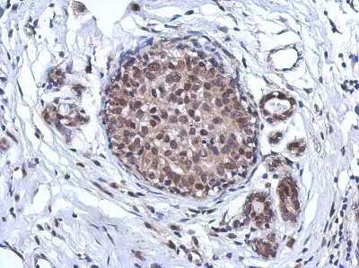 Immunohistochemistry-Paraffin: ARS2 Antibody [NBP2-15473]