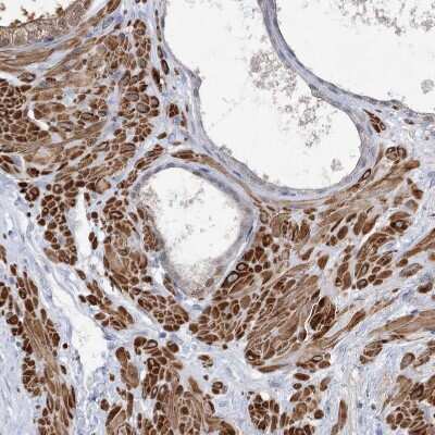 Immunohistochemistry-Paraffin: ARSI Antibody [NBP2-48681]