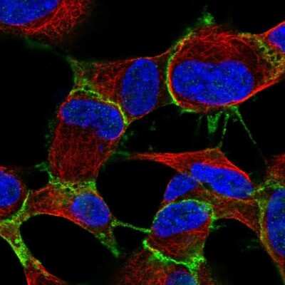 Immunocytochemistry/ Immunofluorescence: ARVCF Antibody [NBP2-38999]