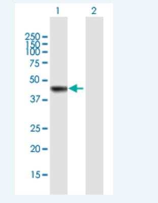 Western Blot: AS3MT Antibody [H00057412-B01P-50ug]