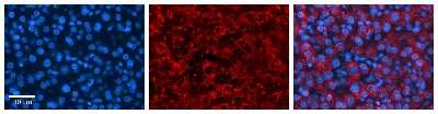 Immunohistochemistry: ASAHL/N-acylethanolamine-hydrolyzing Acid Amidase Antibody [NBP1-62534]