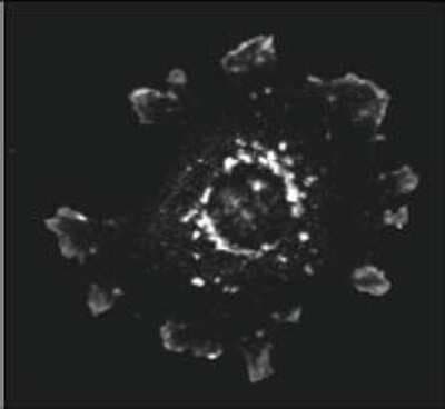 Immunocytochemistry/ Immunofluorescence: ASAP1 Antibody [NBP1-77934]