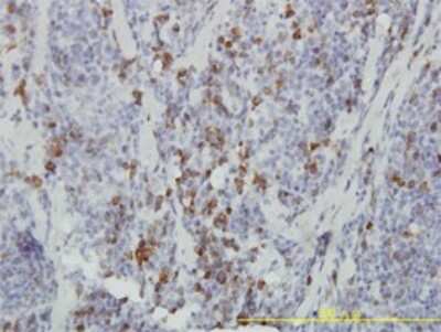 Immunohistochemistry-Paraffin: ASB9 Antibody (1D8) [H00140462-M01]