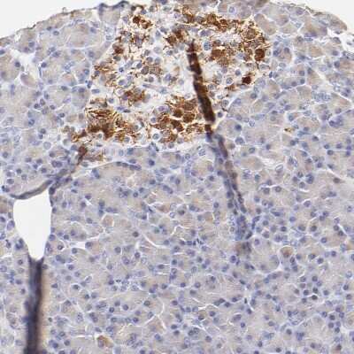 Immunohistochemistry-Paraffin: ASB9 Antibody [NBP1-85081]