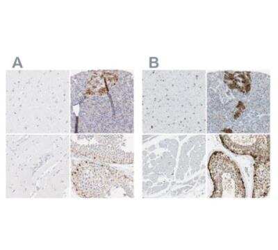 Immunohistochemistry-Paraffin: ASB9 Antibody [NBP1-85081]