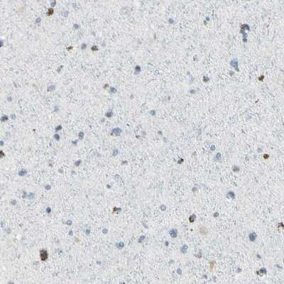 Immunohistochemistry-Paraffin: ASB9 Antibody [NBP1-85082]