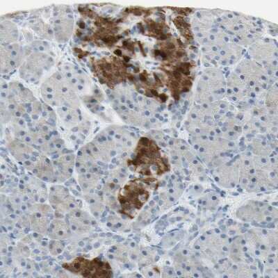 Immunohistochemistry-Paraffin: ASB9 Antibody [NBP1-85082]