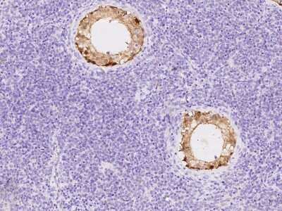 Immunohistochemistry-Paraffin: ASB9 Antibody [NBP2-98662]