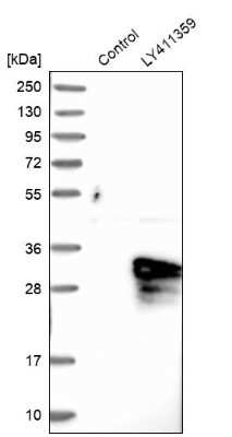 Western Blot: ASB9 Antibody [NBP1-85081]