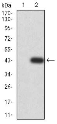 Western Blot: ASC/TMS1 Antibody (1C3D3)BSA Free [NBP2-61676]