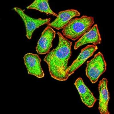 Immunocytochemistry/ Immunofluorescence: ASC/TMS1 Antibody (1C3D7) - BSA Free [NBP2-61682]