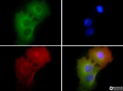 Immunocytochemistry/ Immunofluorescence: ASC/TMS1 Antibody - BSA Free [NBP1-78977]