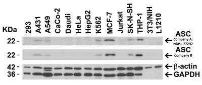 Western Blot: ASC/TMS1 AntibodyBSA Free [NBP1-77297]