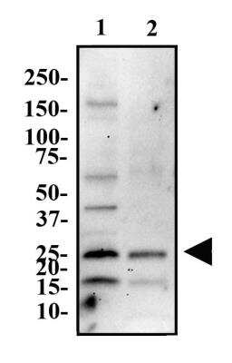 Western Blot: ASC/TMS1 AntibodyBSA Free [NBP1-78977]