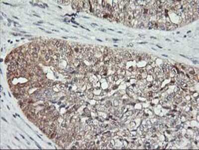 Immunohistochemistry-Paraffin: ASCC1 Antibody (OTI6G5) [NBP2-01345]