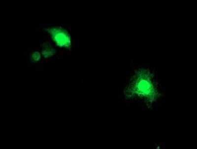 Immunocytochemistry/ Immunofluorescence: ASCC1 Antibody (OTI6G5) - Azide and BSA Free [NBP2-71879]