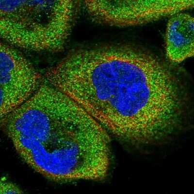 Immunocytochemistry/ Immunofluorescence: ASCC3 Antibody [NBP1-88829]