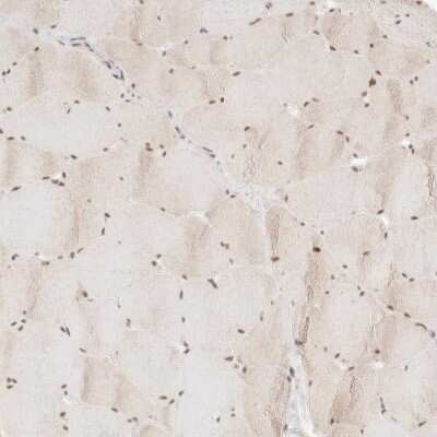 Immunohistochemistry-Paraffin: ASCL3 Antibody [NBP1-88635]