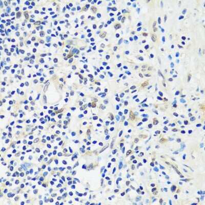 Immunohistochemistry-Paraffin: ASCL4 Antibody - Azide and BSA Free [NBP2-92741]
