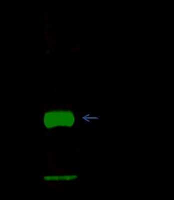 Immunoprecipitation: ASF1a Antibody [NBP2-98775]