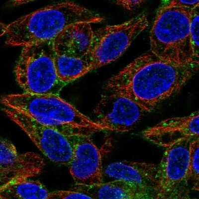 Immunocytochemistry/ Immunofluorescence: ASGPR1 Antibody [NBP1-85580]