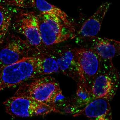 Immunocytochemistry/ Immunofluorescence: ASGPR1 Antibody [NBP1-85581]