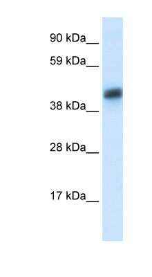 Western Blot: ASGPR1 Antibody [NBP1-54385]