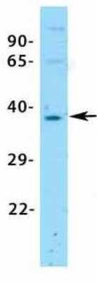 Western Blot: ASGPR1 Antibody [NBP1-54385]