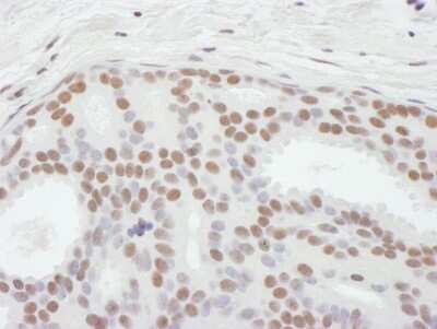 Immunohistochemistry-Paraffin: ASH2L Antibody [NB600-250]