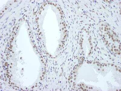 Immunohistochemistry-Paraffin: ASH2L Antibody [NB600-281]