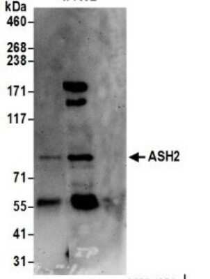 Western Blot: ASH2L Antibody [NB600-250]