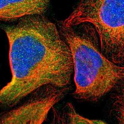 Immunocytochemistry/ Immunofluorescence: ASMTL Antibody [NBP1-86154]