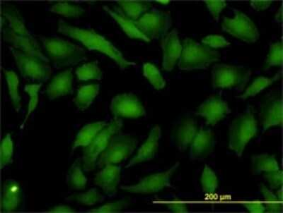Immunocytochemistry/ Immunofluorescence: ASNA1 Antibody (2H3) [H00000439-M03]