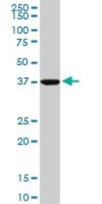 Western Blot: ASNA1 Antibody (5A3) [H00000439-M02]