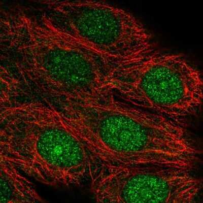 Immunocytochemistry/ Immunofluorescence: ASNA1 Antibody [NBP2-14324]