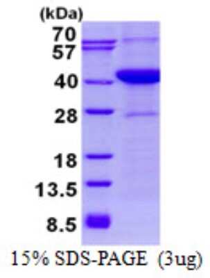 SDS-PAGE: Recombinant Human ASNA1 His Protein [NBP2-22694]