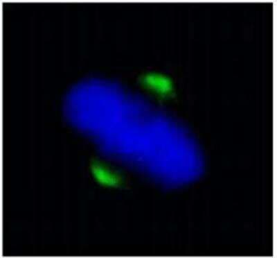 Immunocytochemistry/ Immunofluorescence: ASPM Antibody [NB100-2278]