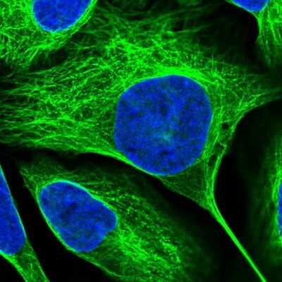 Immunocytochemistry/ Immunofluorescence: ASRGL1 Antibody [NBP1-89133]