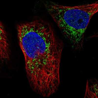 Immunocytochemistry/ Immunofluorescence: ATAD3A Antibody [NBP2-55766]