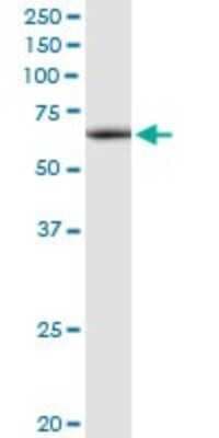 Western Blot: ATAD3A Antibody [H00055210-D01P]